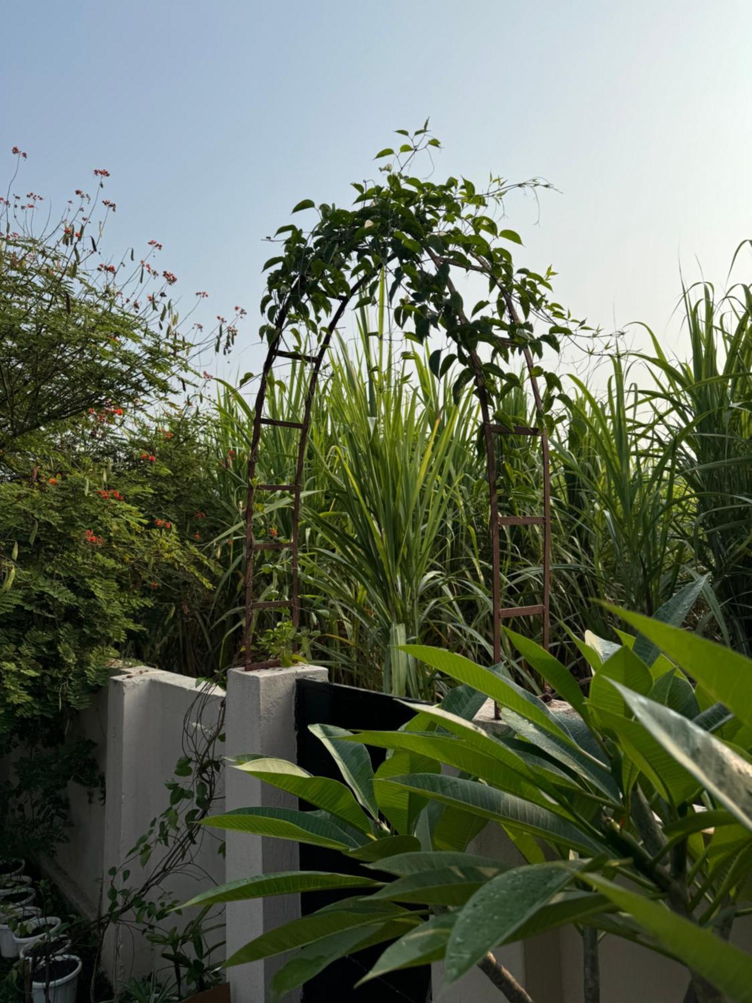 The Bougainvillea Cottage Farmstay Near Dehradun , 2 Bedroom Private Cottage Next To Fields And Orchards With Hill Views Exterior photo