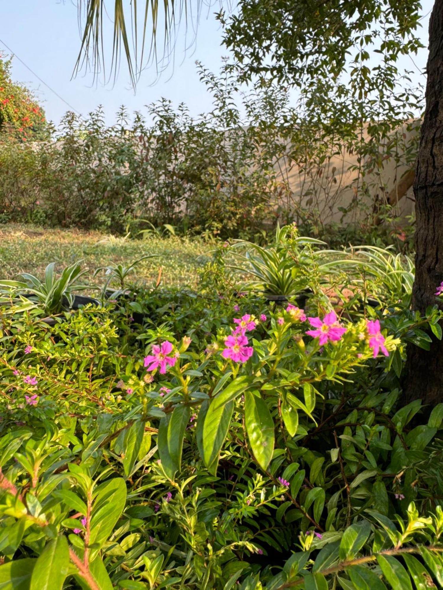 The Bougainvillea Cottage Farmstay Near Dehradun , 2 Bedroom Private Cottage Next To Fields And Orchards With Hill Views Exterior photo
